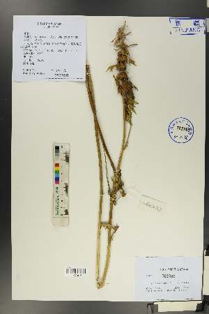  (Leonurus turkestanicus - Ge00350)  @11 [ ] CreativeCommons  Attribution Non-Commercial Share-Alike  Unspecified Herbarium of South China Botanical Garden