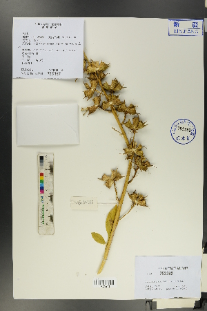  (Dictamnus - Ge00352)  @11 [ ] CreativeCommons  Attribution Non-Commercial Share-Alike  Unspecified Herbarium of South China Botanical Garden