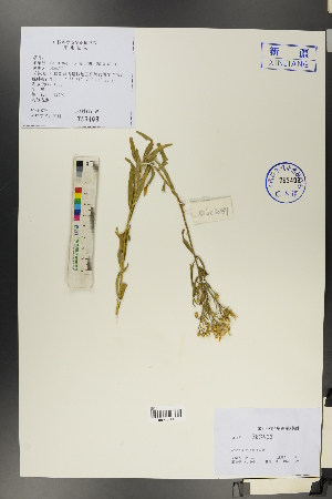  (Galatella dahurica - Ge00381)  @11 [ ] CreativeCommons  Attribution Non-Commercial Share-Alike  Unspecified Herbarium of South China Botanical Garden