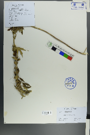  (Leonurus japonicus - Ge00382)  @11 [ ] CreativeCommons  Attribution Non-Commercial Share-Alike  Unspecified Herbarium of South China Botanical Garden