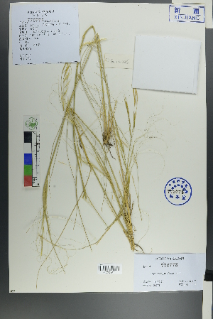  ( - Ge00383)  @11 [ ] CreativeCommons  Attribution Non-Commercial Share-Alike  Unspecified Herbarium of South China Botanical Garden