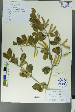  (Zygophyllum obliquum - Ge00397)  @11 [ ] CreativeCommons  Attribution Non-Commercial Share-Alike  Unspecified Herbarium of South China Botanical Garden