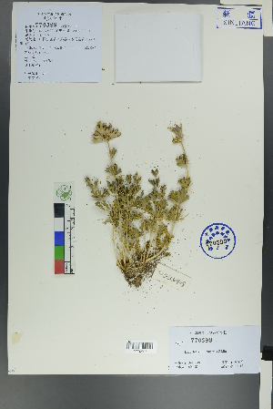  ( - Ge00404)  @11 [ ] CreativeCommons  Attribution Non-Commercial Share-Alike  Unspecified Herbarium of South China Botanical Garden