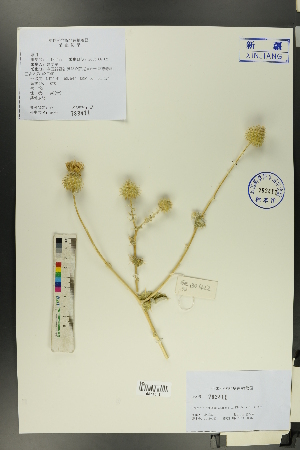  ( - Ge00417)  @11 [ ] CreativeCommons  Attribution Non-Commercial Share-Alike  Unspecified Herbarium of South China Botanical Garden