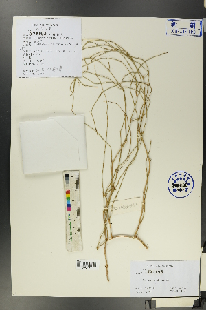 (Calligonum rubicundum - Ge00427)  @11 [ ] CreativeCommons  Attribution Non-Commercial Share-Alike  Unspecified Herbarium of South China Botanical Garden