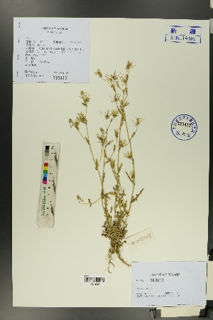 ( - Ge00432)  @11 [ ] CreativeCommons  Attribution Non-Commercial Share-Alike  Unspecified Herbarium of South China Botanical Garden