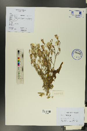  ( - Ge00433)  @11 [ ] CreativeCommons  Attribution Non-Commercial Share-Alike  Unspecified Herbarium of South China Botanical Garden