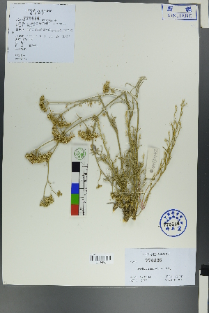  ( - Ge00436)  @11 [ ] CreativeCommons  Attribution Non-Commercial Share-Alike  Unspecified Herbarium of South China Botanical Garden