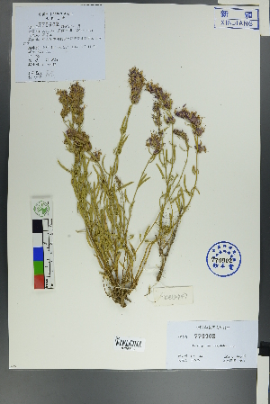  ( - Ge00441)  @11 [ ] CreativeCommons  Attribution Non-Commercial Share-Alike  Unspecified Herbarium of South China Botanical Garden