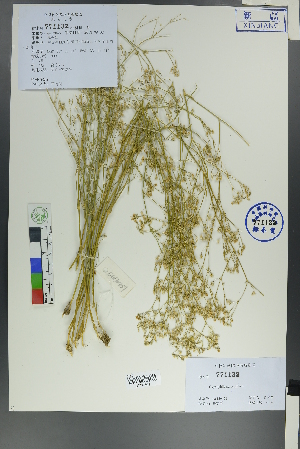  ( - Ge00445)  @11 [ ] CreativeCommons  Attribution Non-Commercial Share-Alike  Unspecified Herbarium of South China Botanical Garden