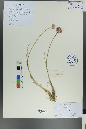 (Allium - Ge00449)  @11 [ ] CreativeCommons  Attribution Non-Commercial Share-Alike  Unspecified Herbarium of South China Botanical Garden