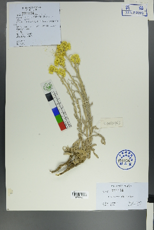  (Helichrysum arenarium - Ge00456)  @11 [ ] CreativeCommons  Attribution Non-Commercial Share-Alike  Unspecified Herbarium of South China Botanical Garden