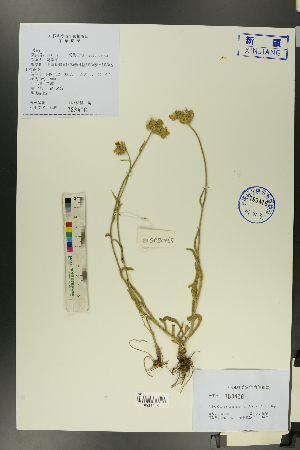  ( - Ge00458)  @11 [ ] CreativeCommons  Attribution Non-Commercial Share-Alike  Unspecified Herbarium of South China Botanical Garden