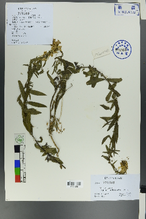  ( - Ge00461)  @11 [ ] CreativeCommons  Attribution Non-Commercial Share-Alike  Unspecified Herbarium of South China Botanical Garden