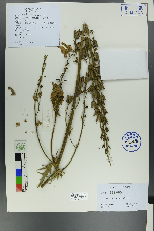  (Aconitum leucostomum - Ge00468)  @11 [ ] CreativeCommons  Attribution Non-Commercial Share-Alike  Unspecified Herbarium of South China Botanical Garden
