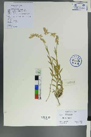  (Polygala comosa - Ge00471)  @11 [ ] CreativeCommons  Attribution Non-Commercial Share-Alike  Unspecified Herbarium of South China Botanical Garden