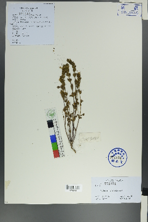  ( - Ge00473)  @11 [ ] CreativeCommons  Attribution Non-Commercial Share-Alike  Unspecified Herbarium of South China Botanical Garden