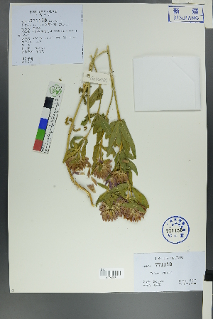  ( - Ge00474)  @11 [ ] CreativeCommons  Attribution Non-Commercial Share-Alike  Unspecified Herbarium of South China Botanical Garden