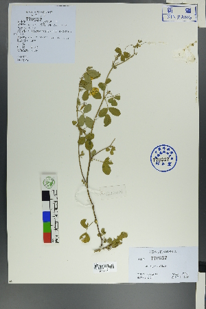  ( - Ge00479)  @11 [ ] CreativeCommons  Attribution Non-Commercial Share-Alike  Unspecified Herbarium of South China Botanical Garden