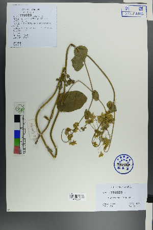  ( - Ge00483)  @11 [ ] CreativeCommons  Attribution Non-Commercial Share-Alike  Unspecified Herbarium of South China Botanical Garden