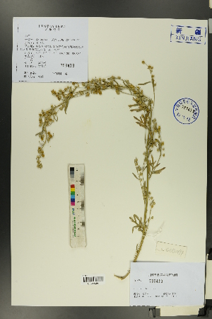  (Artemisia sieversiana - Ge00487)  @11 [ ] CreativeCommons  Attribution Non-Commercial Share-Alike  Unspecified Herbarium of South China Botanical Garden