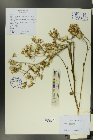  ( - Ge00491)  @11 [ ] CreativeCommons  Attribution Non-Commercial Share-Alike  Unspecified Herbarium of South China Botanical Garden