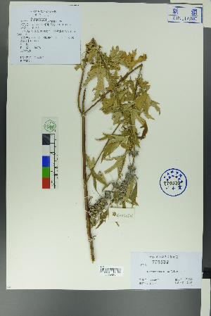  ( - Ge00494)  @11 [ ] CreativeCommons  Attribution Non-Commercial Share-Alike  Unspecified Herbarium of South China Botanical Garden