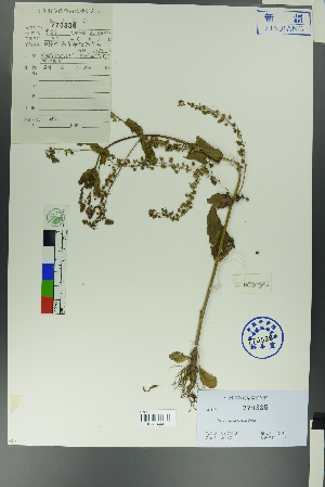  ( - Ge00495)  @11 [ ] CreativeCommons  Attribution Non-Commercial Share-Alike  Unspecified Herbarium of South China Botanical Garden
