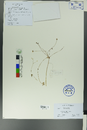  ( - Ge00497)  @11 [ ] CreativeCommons  Attribution Non-Commercial Share-Alike  Unspecified Herbarium of South China Botanical Garden