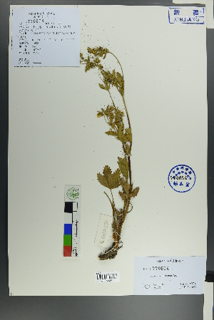  ( - Ge00522)  @11 [ ] CreativeCommons  Attribution Non-Commercial Share-Alike  Unspecified Herbarium of South China Botanical Garden