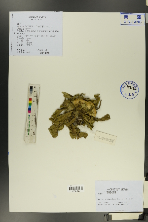  (Inula rhizocephala - Ge00528)  @11 [ ] CreativeCommons  Attribution Non-Commercial Share-Alike  Unspecified Herbarium of South China Botanical Garden