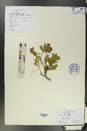  ( - Ge00537)  @11 [ ] CreativeCommons  Attribution Non-Commercial Share-Alike  Unspecified Herbarium of South China Botanical Garden