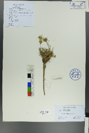  (Tragopogon - Ge00545)  @11 [ ] CreativeCommons  Attribution Non-Commercial Share-Alike  Unspecified Herbarium of South China Botanical Garden