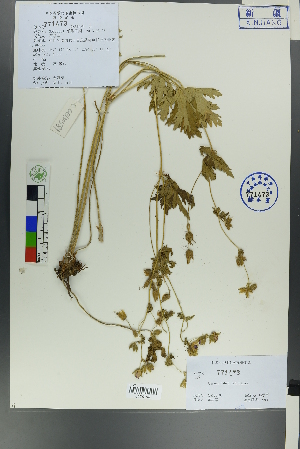  (Geranium divaricatum - Ge00573)  @11 [ ] CreativeCommons  Attribution Non-Commercial Share-Alike  Unspecified Herbarium of South China Botanical Garden