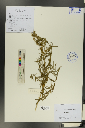  ( - Ge00574)  @11 [ ] CreativeCommons  Attribution Non-Commercial Share-Alike  Unspecified Herbarium of South China Botanical Garden
