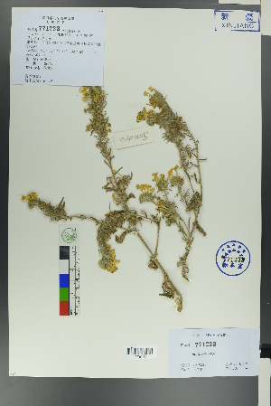  ( - Ge00577)  @11 [ ] CreativeCommons  Attribution Non-Commercial Share-Alike  Unspecified Herbarium of South China Botanical Garden