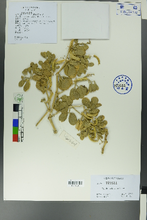  (Zygophyllum rosowii var. latifolium - Ge00593)  @11 [ ] CreativeCommons  Attribution Non-Commercial Share-Alike  Unspecified Herbarium of South China Botanical Garden