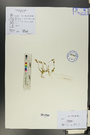  ( - Ge00599)  @11 [ ] CreativeCommons  Attribution Non-Commercial Share-Alike  Unspecified Herbarium of South China Botanical Garden
