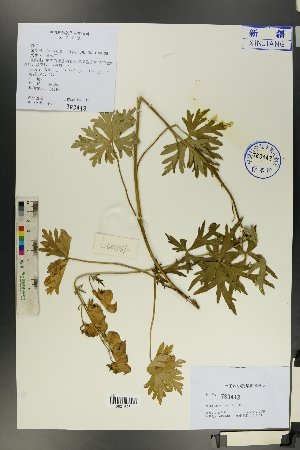  (Aconitum anthora - Ge00602)  @11 [ ] CreativeCommons  Attribution Non-Commercial Share-Alike  Unspecified Herbarium of South China Botanical Garden