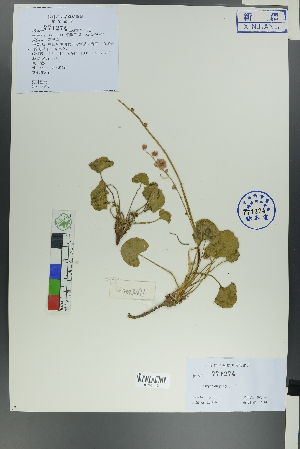  ( - Ge00603)  @11 [ ] CreativeCommons  Attribution Non-Commercial Share-Alike  Unspecified Herbarium of South China Botanical Garden