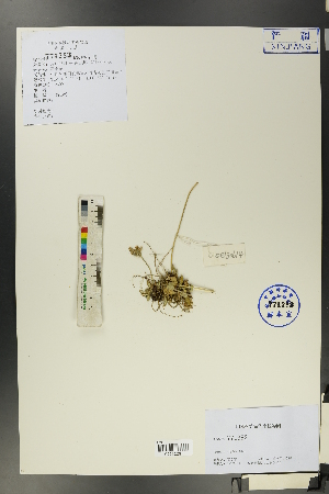  (Primula algida - Ge00606)  @11 [ ] CreativeCommons  Attribution Non-Commercial Share-Alike  Unspecified Herbarium of South China Botanical Garden