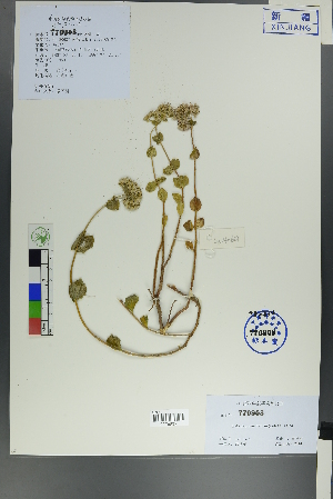  ( - Ge00618)  @11 [ ] CreativeCommons  Attribution Non-Commercial Share-Alike  Unspecified Herbarium of South China Botanical Garden