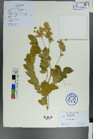  (Hedysarum semenovii - Ge00623)  @11 [ ] CreativeCommons  Attribution Non-Commercial Share-Alike  Unspecified Herbarium of South China Botanical Garden