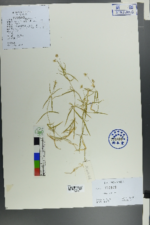  ( - Ge00627)  @11 [ ] CreativeCommons  Attribution Non-Commercial Share-Alike  Unspecified Herbarium of South China Botanical Garden
