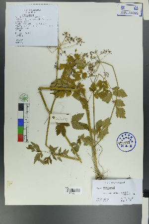  (Apioideae - Ge00630)  @11 [ ] CreativeCommons  Attribution Non-Commercial Share-Alike  Unspecified Herbarium of South China Botanical Garden