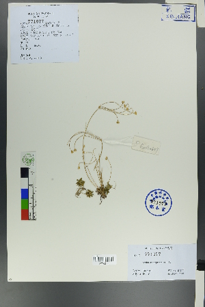  ( - Ge00638)  @11 [ ] CreativeCommons  Attribution Non-Commercial Share-Alike  Unspecified Herbarium of South China Botanical Garden