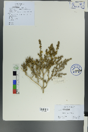  (Salsola foliosa - Ge00640)  @11 [ ] CreativeCommons  Attribution Non-Commercial Share-Alike  Unspecified Herbarium of South China Botanical Garden