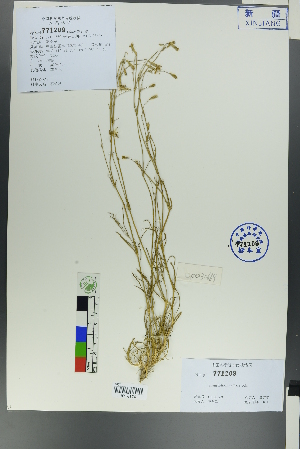  (Silene lithophila - Ge00660)  @11 [ ] CreativeCommons  Attribution Non-Commercial Share-Alike  Unspecified Herbarium of South China Botanical Garden
