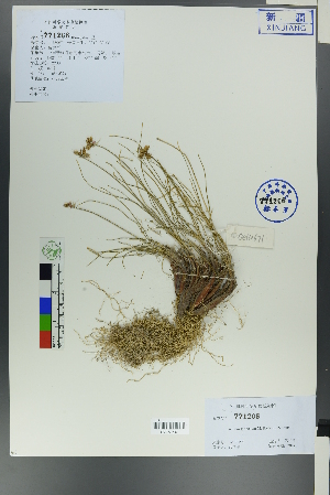  (Allium saxatile - Ge00662)  @11 [ ] CreativeCommons  Attribution Non-Commercial Share-Alike  Unspecified Herbarium of South China Botanical Garden