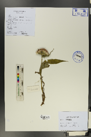  (Saussurea pseudoalpina - Ge00676)  @11 [ ] CreativeCommons  Attribution Non-Commercial Share-Alike  Unspecified Herbarium of South China Botanical Garden